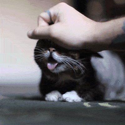 8_BaedKVSibqn4gO3x6hHVG2n2qdlAnw.gif