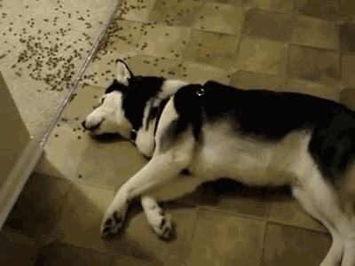 8_bO22vn1ABWCK2T9RXZwBC5WOTIzXTA.gif