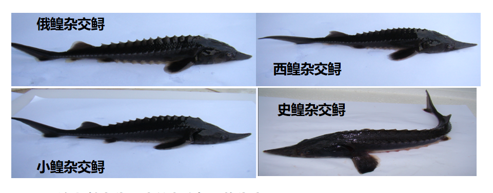 6541f11a811ca.png